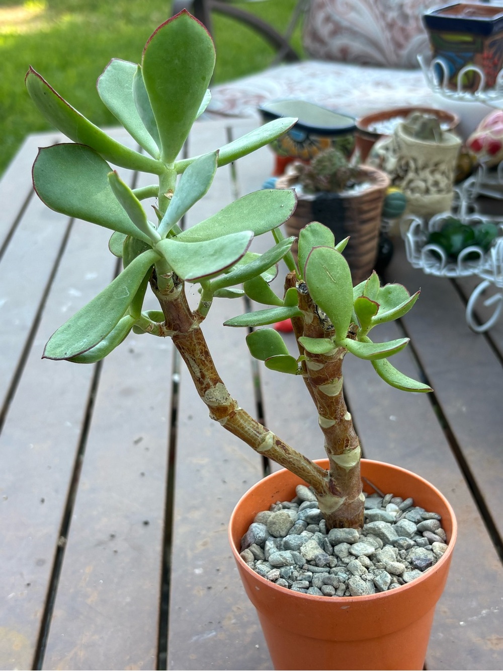 Green Succulent Plant in plastic pot .  Type of Jade . Beautiful red edges